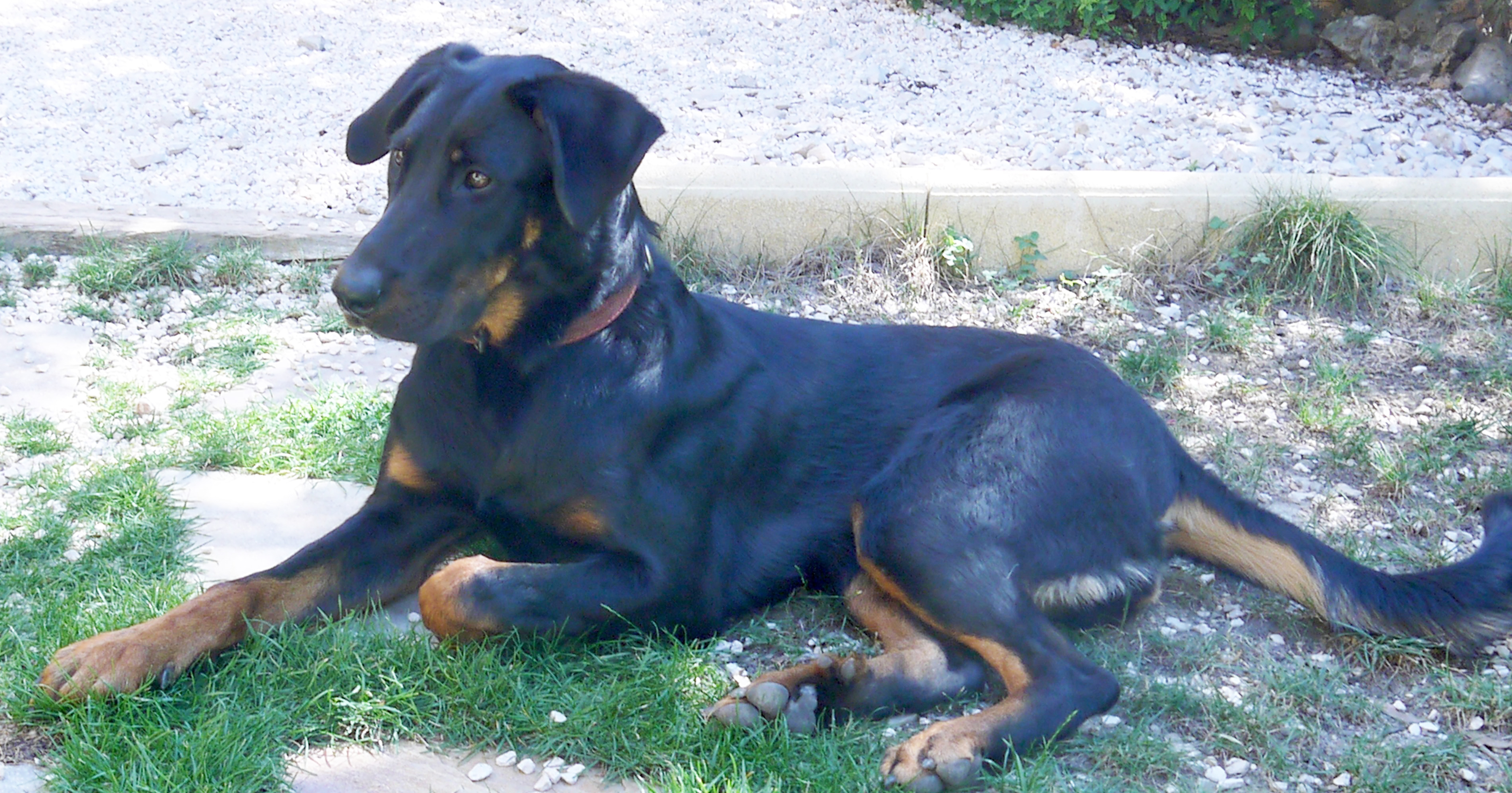 domainedelalicorne.fr Elevage de beauceron chiot beauceron pure race élevage du clos de la licorne elevage des gardiens de la licorne elevage beauceron noir et feu authentique gros gabarits élevage de Beauceron familial sérieux et qualité domainedelalicorne.fr suivi des chiots conseil d’éducation chiot propre bas rouge santé caractère spécialiste du beauceron noir et feu ou arlequin chien rustique berger de France  nos chiots sont élevés avec amour et attention notre passion au service de la qualité Beauceron de qualité et sportif domaine de la licorne 04380 BARRAS élevage en liberté éleveur berger de beauce élevage de beauceron de travail 